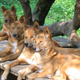 A group of captive dingoes kept in Germany.